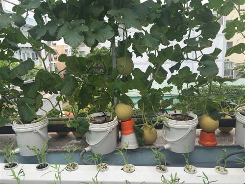 Cách trồng dưa lưới không cần đất lúc lỉu cả giàn - 1