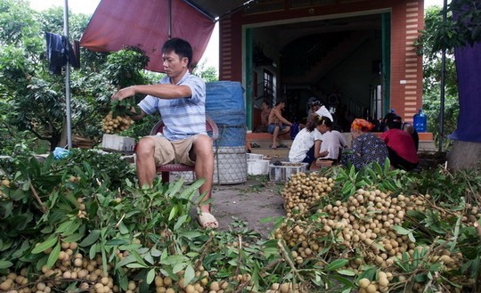 Nhãn lồng Hưng Yên đi Mỹ - 1