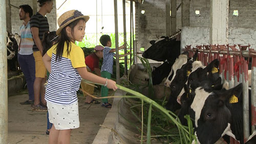 Tập 11 Bố ơi mùa 2: Trải nghiệm cho bò ăn cỏ ở cao nguyên Mộc Châu - 2