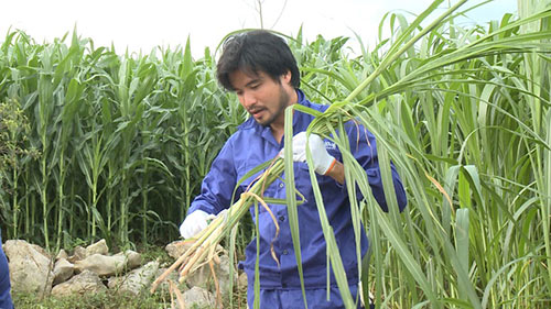 Tập 11 Bố ơi mùa 2: Trải nghiệm cho bò ăn cỏ ở cao nguyên Mộc Châu - 6