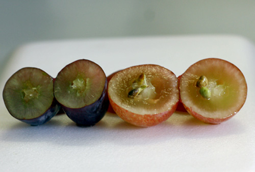 Cách phân biệt nho Trung Quốc và nho Mỹ, nho Ninh Thuận - 1