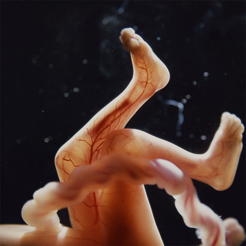 Dây rốn thai nhi – những bí ẩn mẹ chưa biết - 1