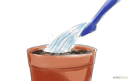 Mách bạn cách trồng cherry sai trĩu quả tại nhà - 9