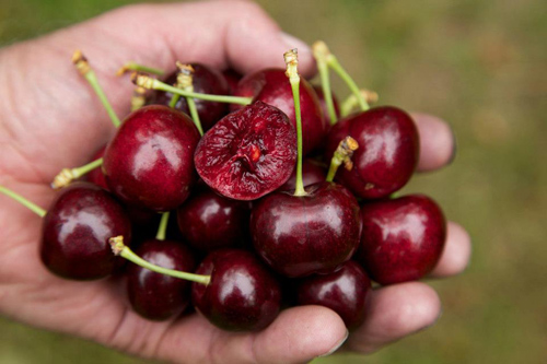 Mách bạn cách trồng cherry sai trĩu quả tại nhà - 11