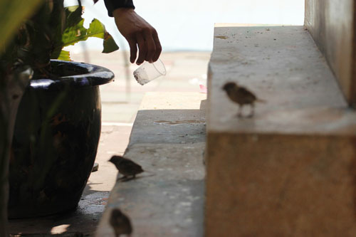 Cái chết bi thương của chim phóng sinh mùa Vu Lan - 5