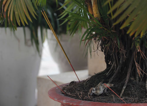 Cái chết bi thương của chim phóng sinh mùa Vu Lan - 8