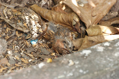 Cái chết bi thương của chim phóng sinh mùa Vu Lan - 10