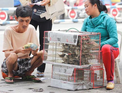 Cái chết bi thương của chim phóng sinh mùa Vu Lan - 1