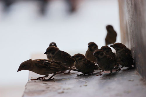 Cái chết bi thương của chim phóng sinh mùa Vu Lan - 4