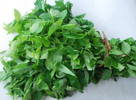 Cách chữa nhiệt miệng đơn giản mà hiệu quả nhất - 2