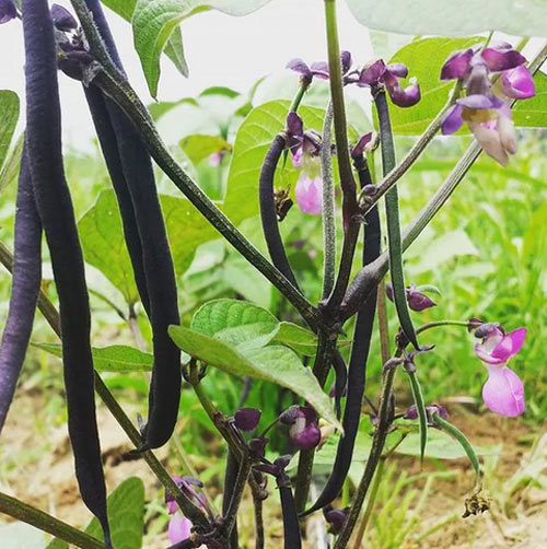 Ít đất vẫn trồng được đậu cô ve tím cực sai quả - 10