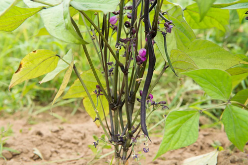 Ít đất vẫn trồng được đậu cô ve tím cực sai quả - 11