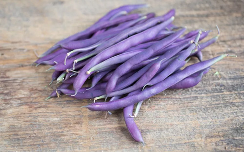 Ít đất vẫn trồng được đậu cô ve tím cực sai quả - 12