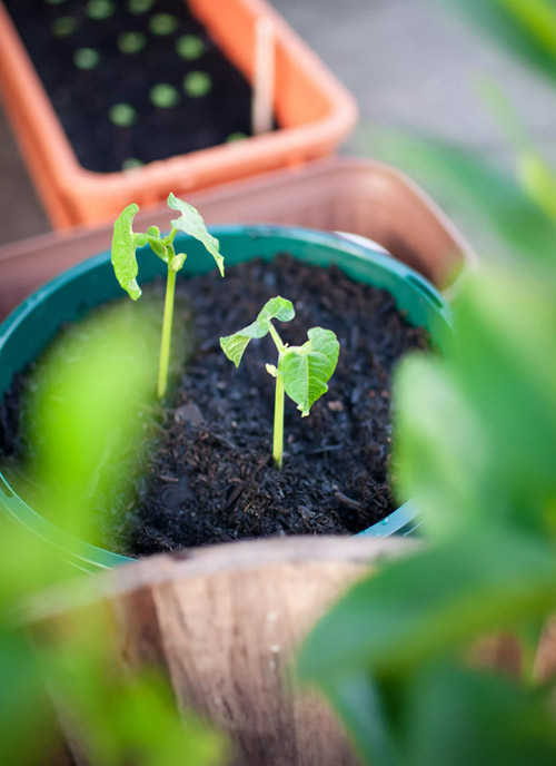 Ít đất vẫn trồng được đậu cô ve tím cực sai quả - 3