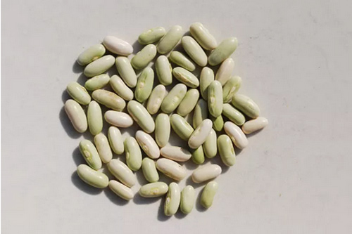 Ít đất vẫn trồng được đậu cô ve tím cực sai quả - 4