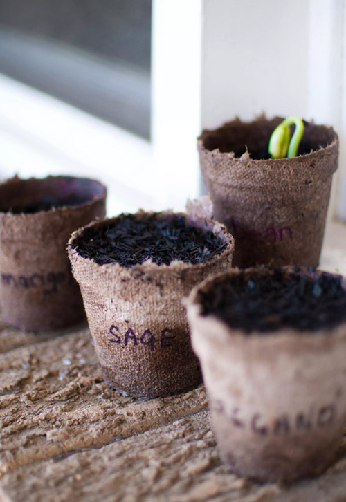 Ít đất vẫn trồng được đậu cô ve tím cực sai quả - 5