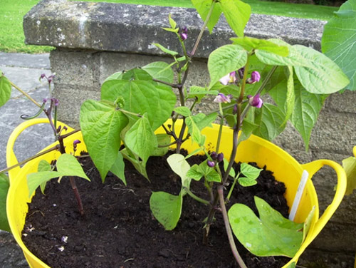 Ít đất vẫn trồng được đậu cô ve tím cực sai quả - 6