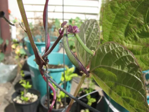 Ít đất vẫn trồng được đậu cô ve tím cực sai quả - 7