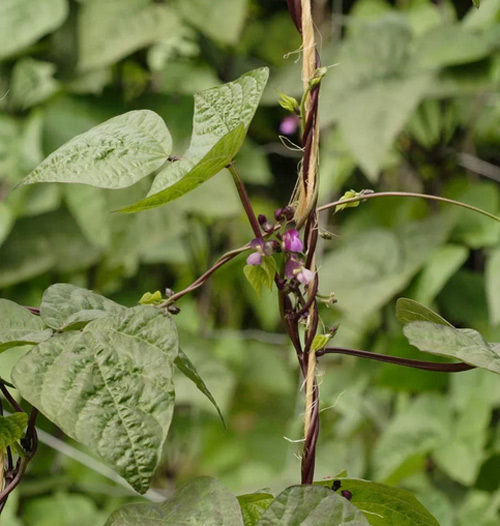 Ít đất vẫn trồng được đậu cô ve tím cực sai quả - 8