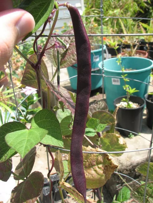 Ít đất vẫn trồng được đậu cô ve tím cực sai quả - 9