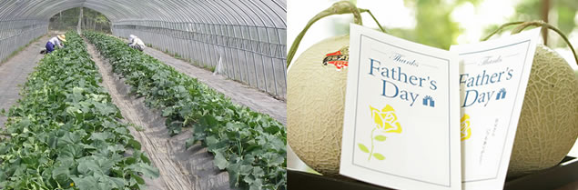 Tại sao dưa lưới Nhật Bản có giá đắt bằng chiếc xe hơi? - 3