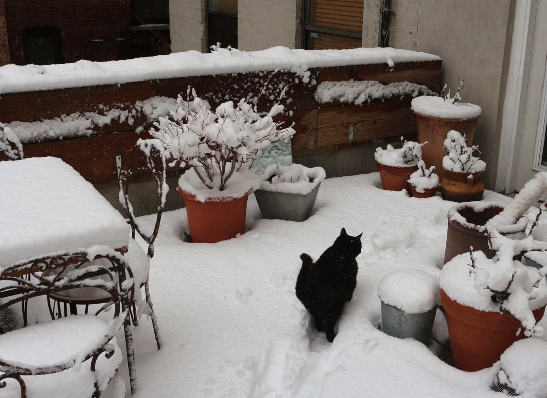 Nửa năm biến vườn không bỗng ngập tràn cây thơm trái ngọt - 2