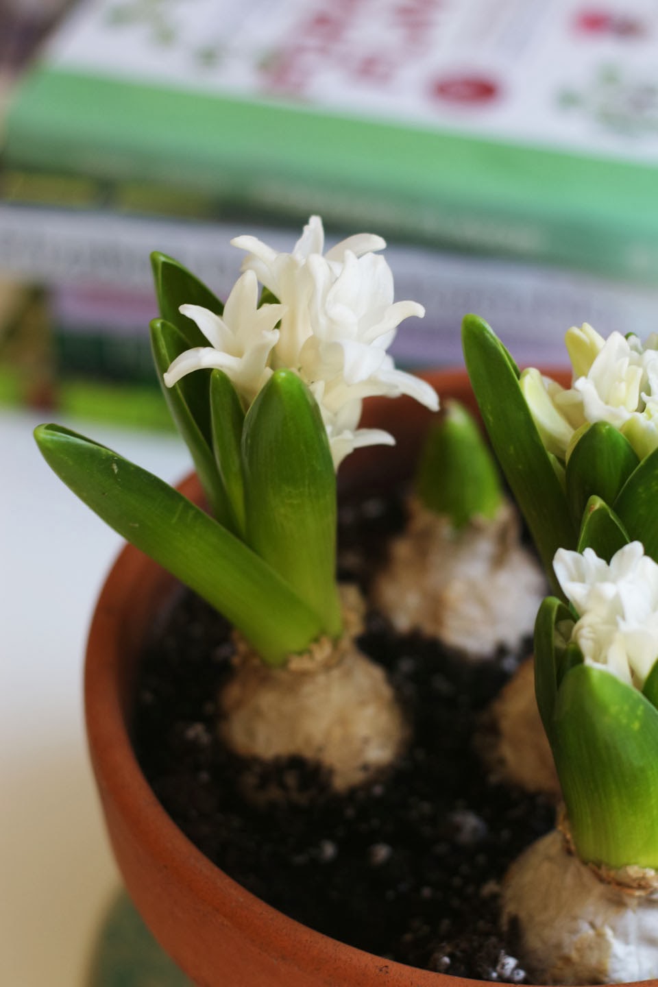 Nửa năm biến vườn không bỗng ngập tràn cây thơm trái ngọt - 4