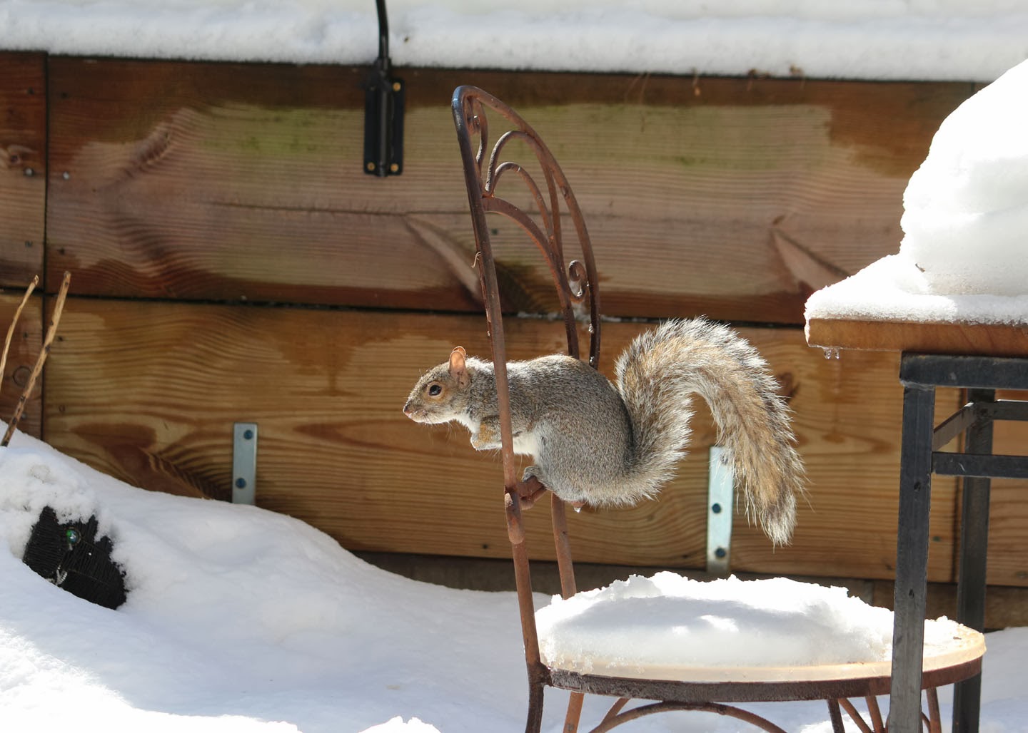Nửa năm biến vườn không bỗng ngập tràn cây thơm trái ngọt - 3