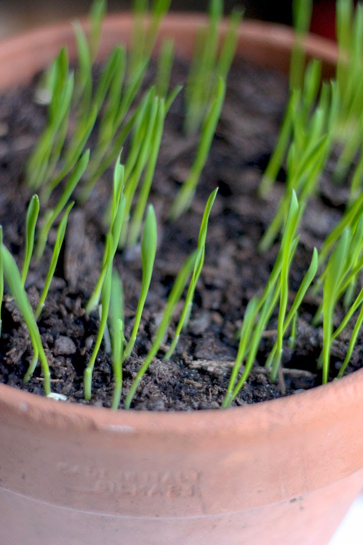 Nửa năm biến vườn không bỗng ngập tràn cây thơm trái ngọt - 7