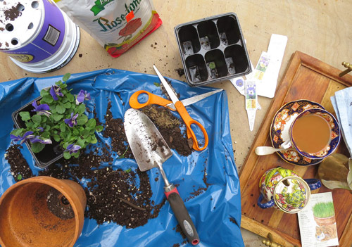 Nửa năm biến vườn không bỗng ngập tràn cây thơm trái ngọt - 6