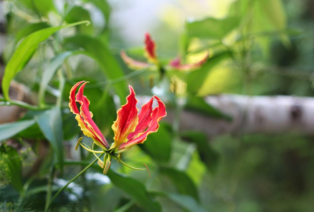 Nửa năm biến vườn không bỗng ngập tràn cây thơm trái ngọt - 9