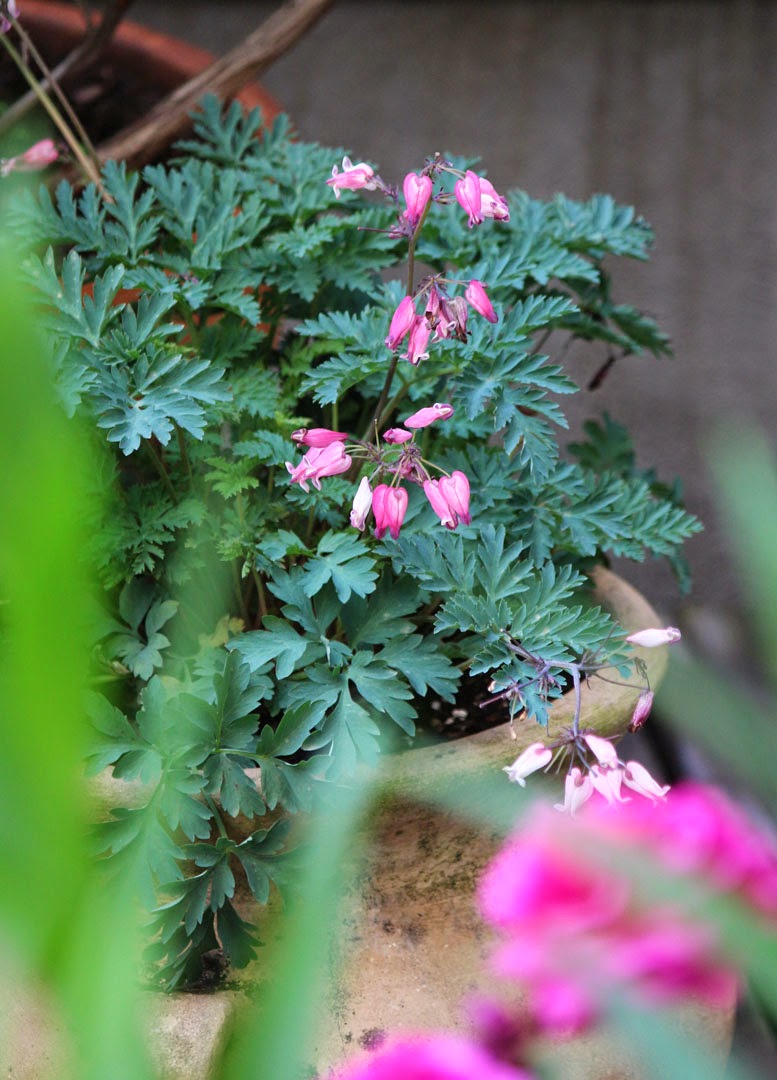 Nửa năm biến vườn không bỗng ngập tràn cây thơm trái ngọt - 10