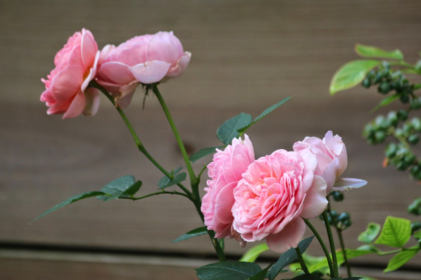 Nửa năm biến vườn không bỗng ngập tràn cây thơm trái ngọt - 11