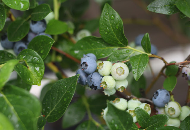 Nửa năm biến vườn không bỗng ngập tràn cây thơm trái ngọt - 13