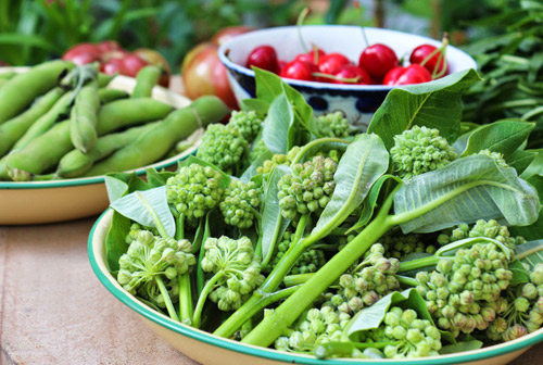 Nửa năm biến vườn không bỗng ngập tràn cây thơm trái ngọt - 14