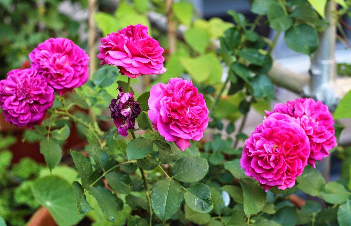 Nửa năm biến vườn không bỗng ngập tràn cây thơm trái ngọt - 15