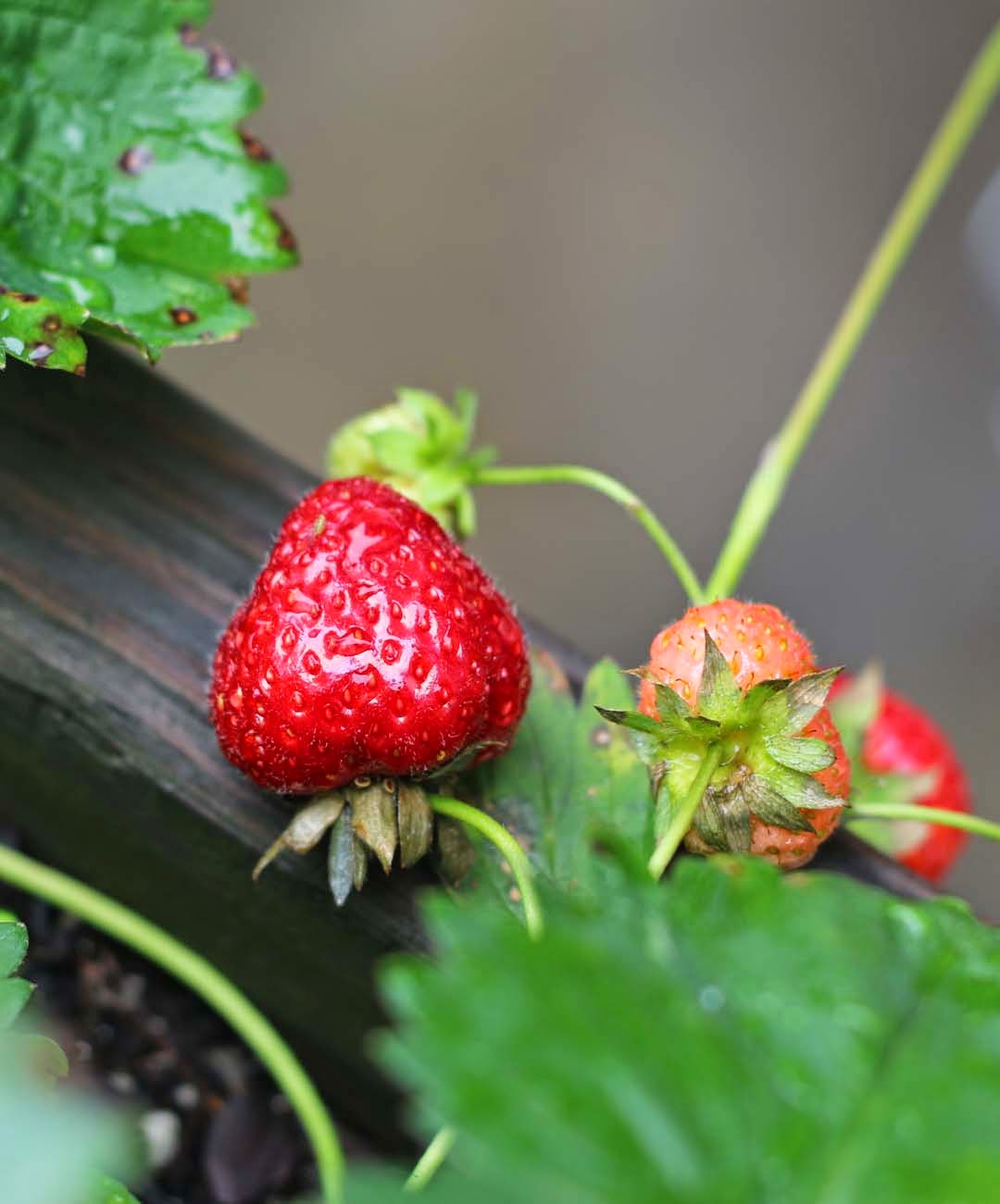 Nửa năm biến vườn không bỗng ngập tràn cây thơm trái ngọt - 18