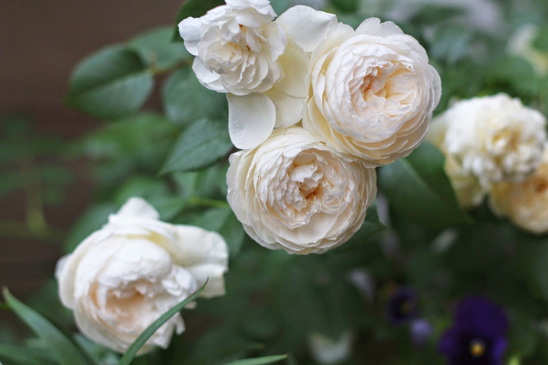 Nửa năm biến vườn không bỗng ngập tràn cây thơm trái ngọt - 19