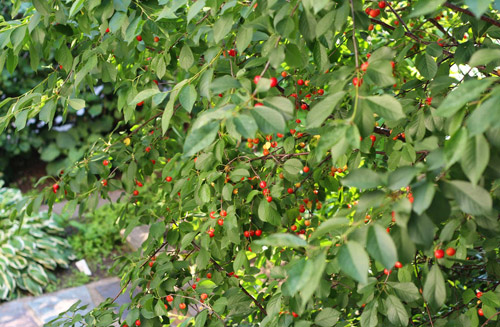 Nửa năm biến vườn không bỗng ngập tràn cây thơm trái ngọt - 17