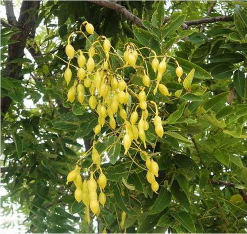 Thảo dược tốt cho người bị bệnh trĩ - 1