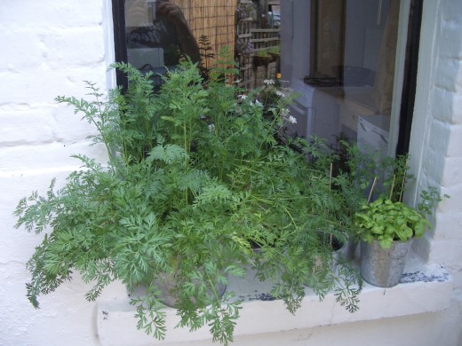 Trồng cây mua một lần ăn mãi (kỳ 4): Cách trồng cà rốt đẹp nhà - 4