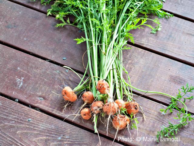 Trồng cây mua một lần ăn mãi (kỳ 4): Cách trồng cà rốt đẹp nhà - 6