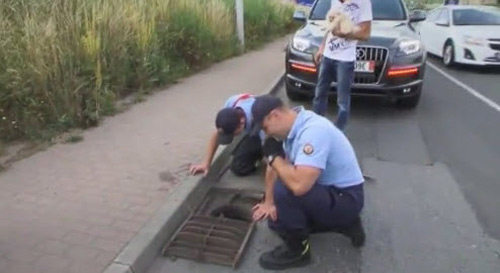 Cảnh sát Anh chui xuống cống giải cứu vịt con - 1