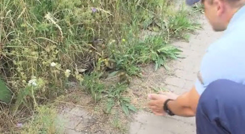 Cảnh sát Anh chui xuống cống giải cứu vịt con - 3