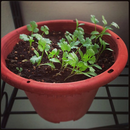 Trồng cây mua một lần ăn mãi (kỳ 5): 20 ngày trồng rau mùi - 5