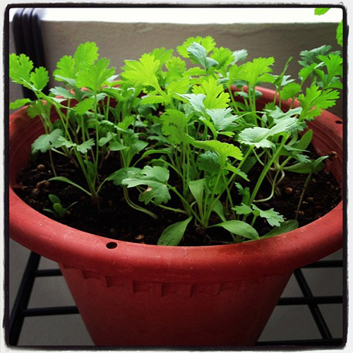 Trồng cây mua một lần ăn mãi (kỳ 5): 20 ngày trồng rau mùi - 6