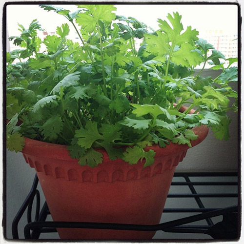 Trồng cây mua một lần ăn mãi (kỳ 5): 20 ngày trồng rau mùi - 7