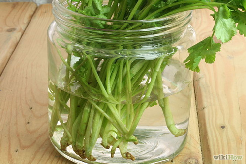 Trồng cây mua một lần ăn mãi (kỳ 5): 20 ngày trồng rau mùi - 3