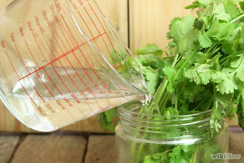 Trồng cây mua một lần ăn mãi (kỳ 5): 20 ngày trồng rau mùi - 4