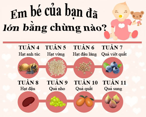 Mô tả thú vị về kích thước thai nhi trong bụng mẹ - 1